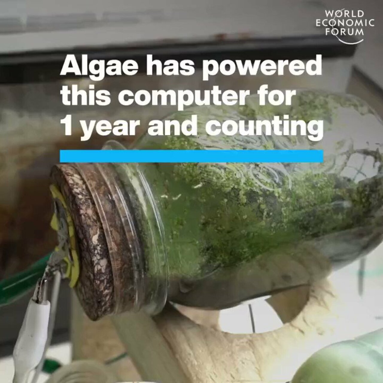 Algae has powered this computer for 1 year and counting by @Wef #AI #ArtificialIntelligence #Innovation #Sustainability #Renewables #CleanEnergy #Tech #Technology cc: @maxjcm @ronald_vanloon @pascal_bornet @marcusborba https://t.co/VeBgUpjvni