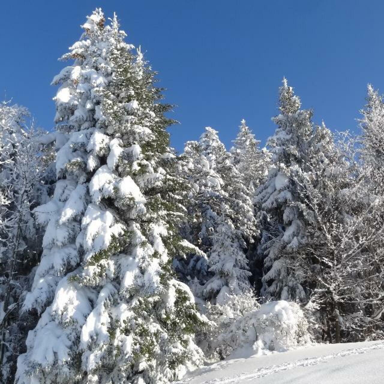 Snow covered trees #Vorarlberg {Alberschwende}
