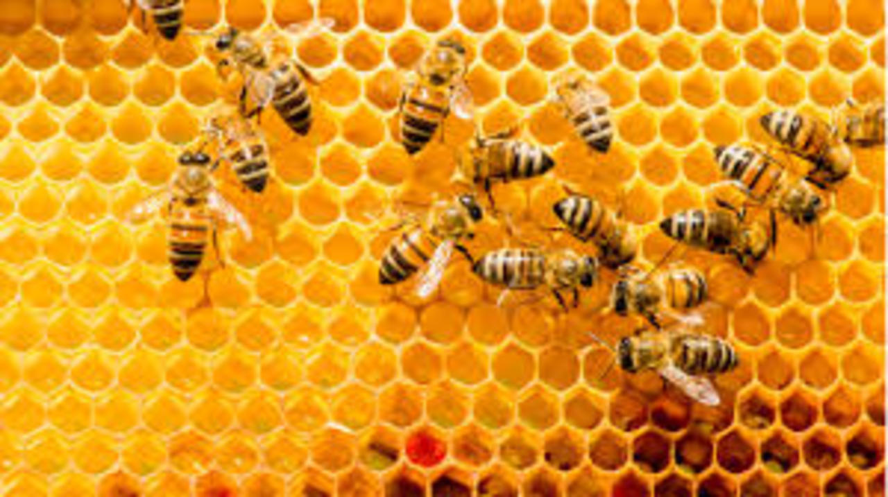 #AI hives deployed in bee conservation. By @SCMPNews #Artificalintelligence #Deeplearning #MachineLearning #DataScience #NeuralNetworks #100DaysOfCode #Python #IIoT #IoT #5G #NLP #Bigdata #innovation #Robotics #RPA #blockchain #Technology #futureofwork https://sc.mp/uy83 https://t.co/GeR2swxb9g
